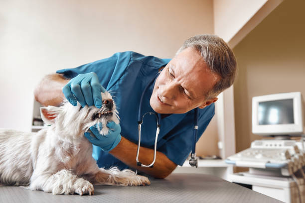 Best Weekend Emergency Dentist in Merian, ID